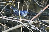 Band-tailed Antbird